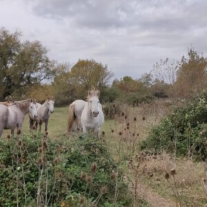 Camargue 7h