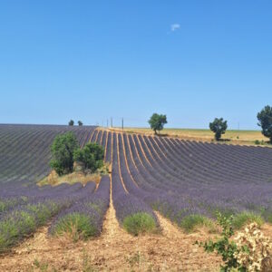 The Lavender tour of Provence - 4h